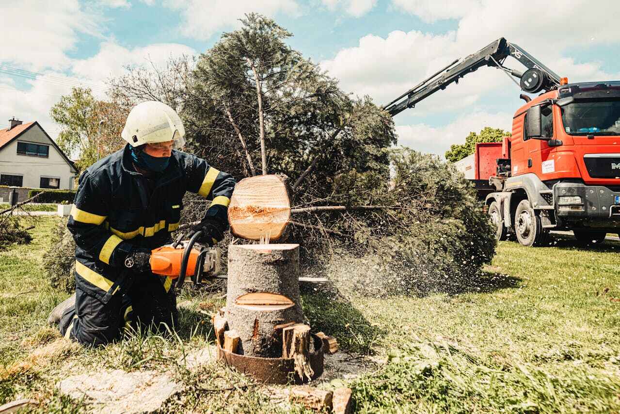 Nocatee, FL Tree Service Company